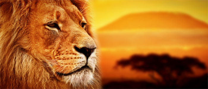 Lion in the savanna in Africa