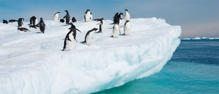 Pinguins na Antártica