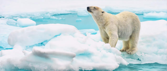 Polar bears at the North Pole
