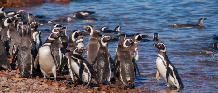 Penguins in the sea in front of Argentina
