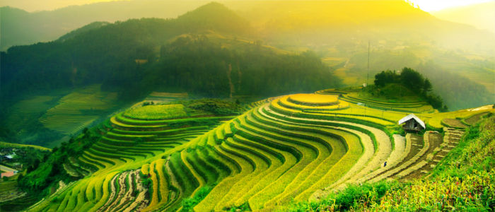 Rice fields in Asia