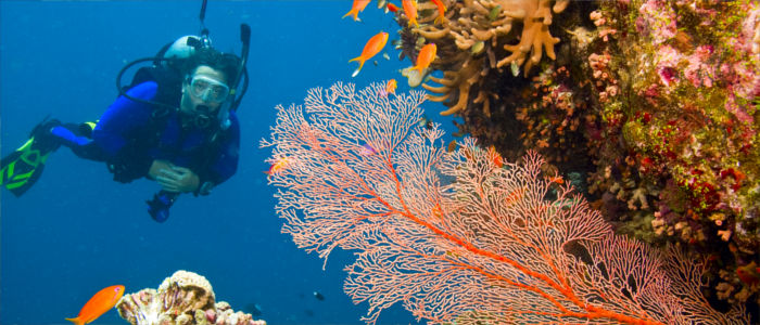 Reef diving before Australia - Great Barrier Reef