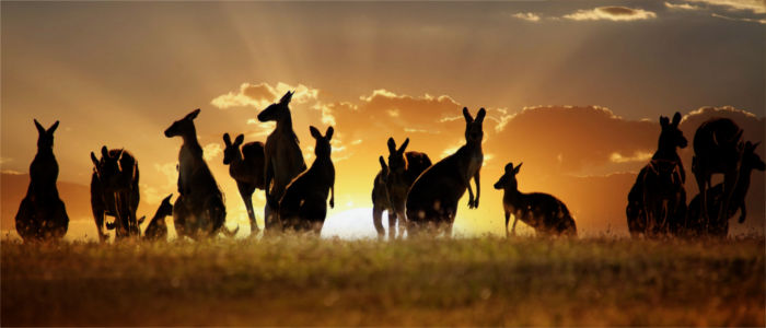 Australian kangaroos