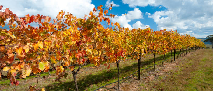 Wine-growing in the Australian Capital Territory