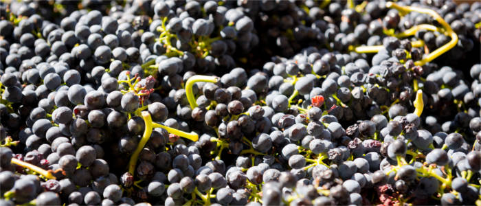 Wine production in the Barossa Valley