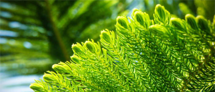 Flora in the Blue Mountains