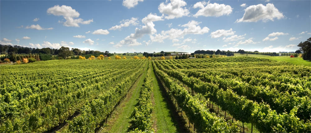 Vineyards in New South Wales