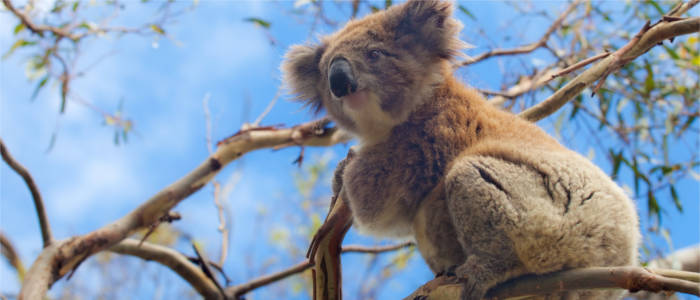 Fauna at the Great Ocean Road
