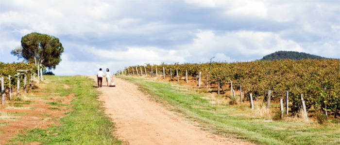 Walking in the vineyard