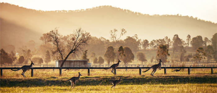 Fauna in the Hunter Valley