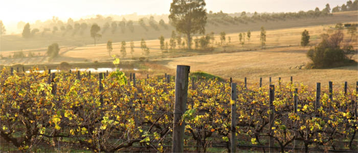 Vines in the Hunter Valley