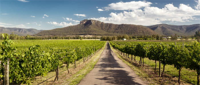 Landscape in the Hunter Valley