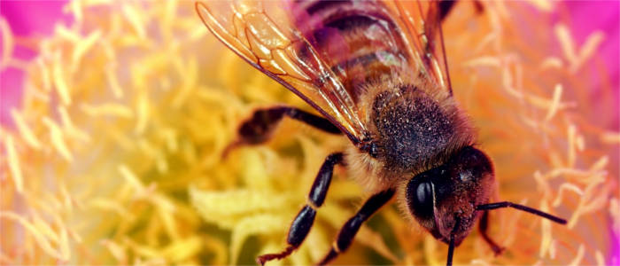 Italian bee species on Kangaroo Island