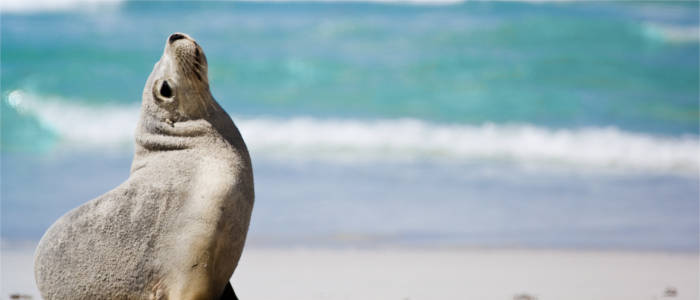 Fauna on  Kangaroo Island