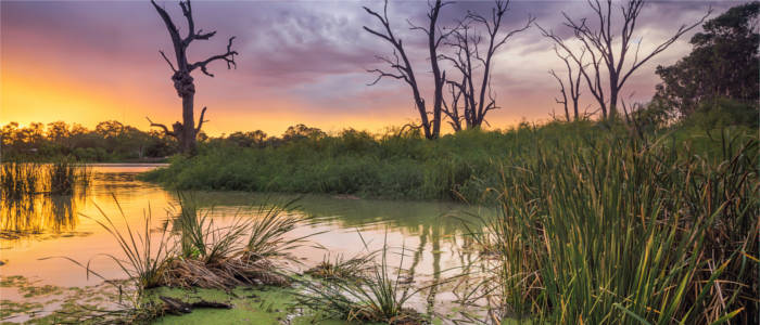 Marshes in South Australia - Murray River
