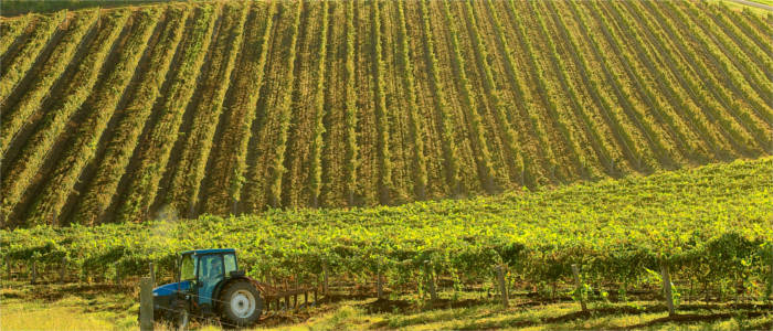 Vineyard cultivation in New South Wales