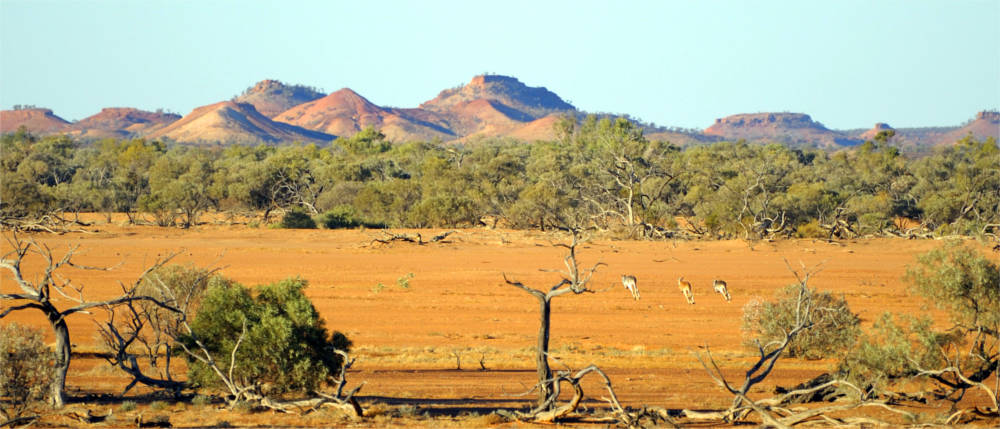 Kangaroos in Queensland's outback