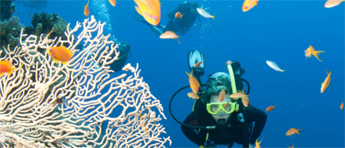 Diver in Queensland