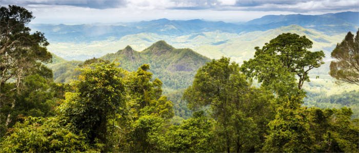 Tropical vegetation in Australia