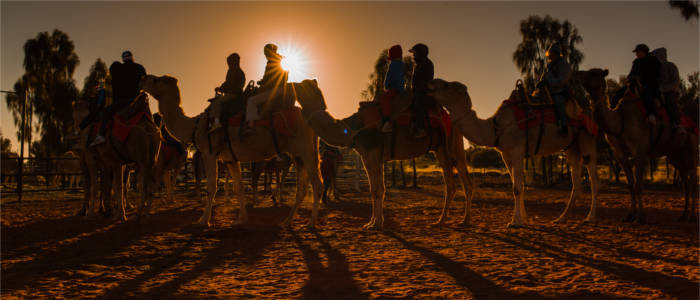 Camels in Australia's outback