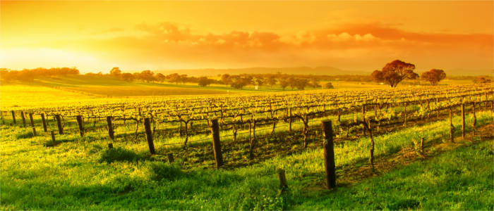 Vineyards in the South Australian Valley