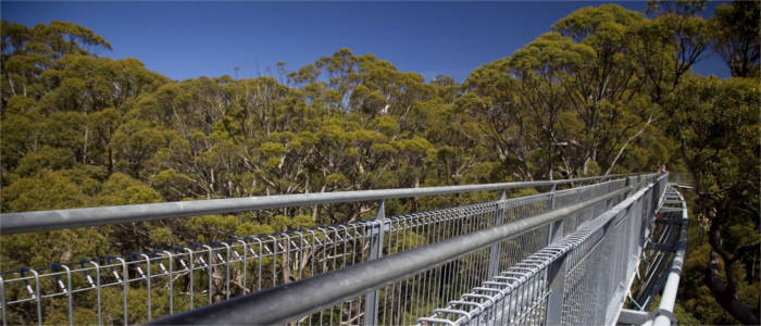 Eucalyptus forest in South-Western Australia