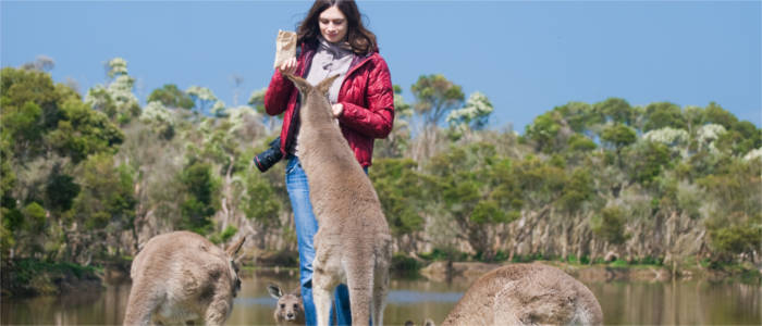 Experiencing Australia's fauna at first hand in Victoria