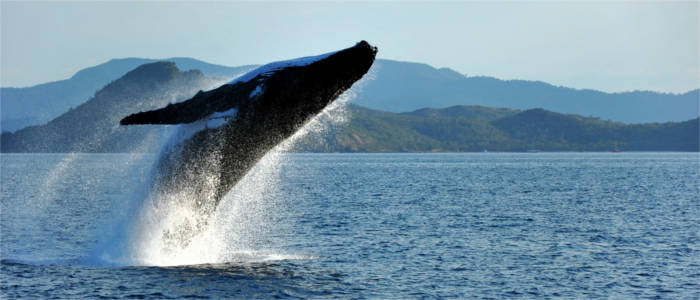 Fauna of the Whitsunday Islands