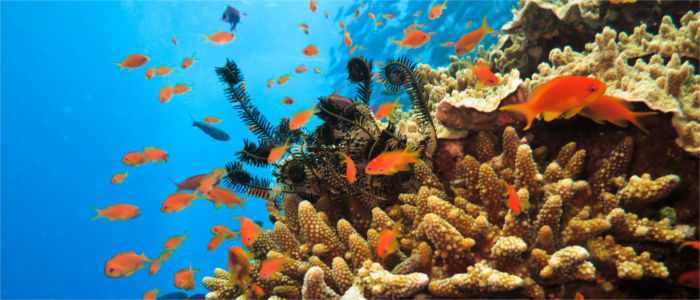 Australia's underwater world