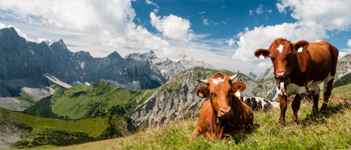 Cows browsing in the mountains