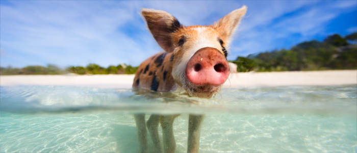 Swimming pigs in the Bahamas