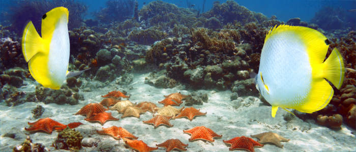 Starfish at in reef in the Bahamas