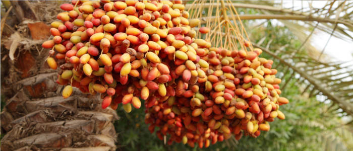 Sweet dates from Bahrain