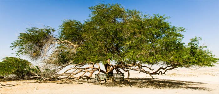 The Tree of Life in Bahrain