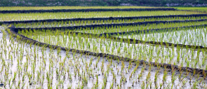 Rice fields in Bangladesh
