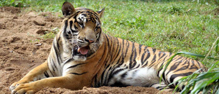 Bengal tiger in the wilderness in Bangladesh