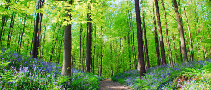 Hallerbos, a forest in Belgium
