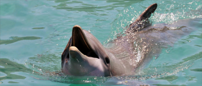 Bermuda's dolphins