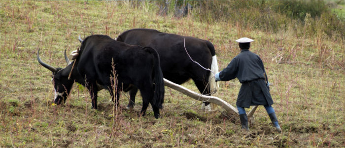 Rural life and work in Bhutan