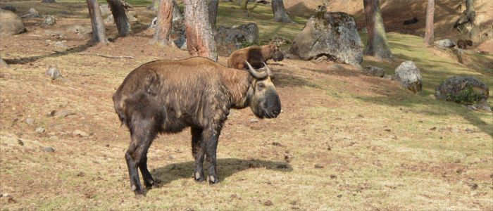 Rare takins in Bhutan