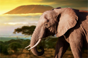Elephant and landscape in Kenya