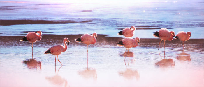 Flamingos in Bolivia