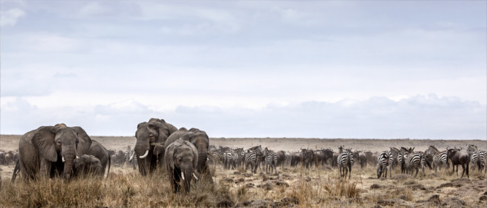 Elephants and zebras in the wilderness in Botswana