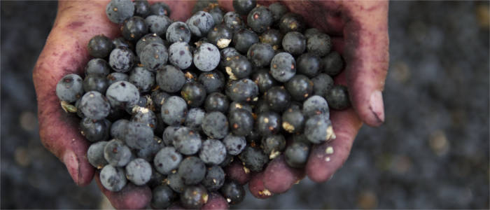 Exotic fruit at the Amazon River