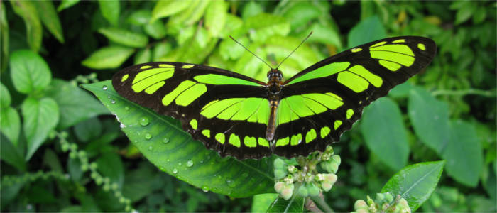 Fauna of the Amazon River