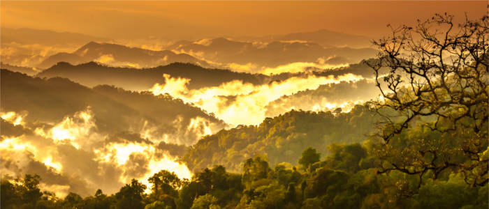 Tropical rainforest in Brazil