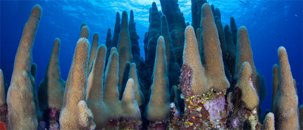 Beautiful coral reef