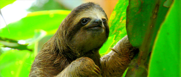Sloth in Central America
