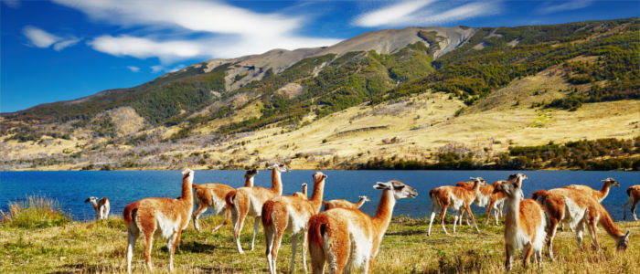 Guanacos in Torres del Paine National Park in Chile
