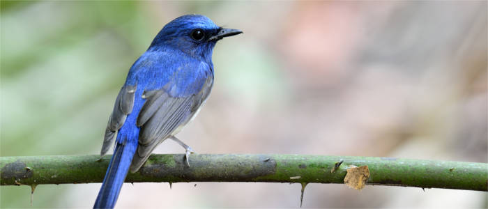 Pássaro azul em Hainan